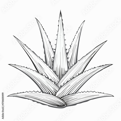 Aloe Vera line art vector illustration
