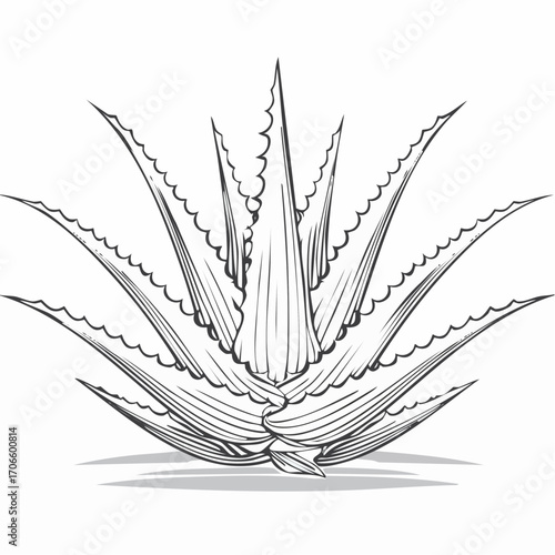 Aloe Vera line art vector illustration
