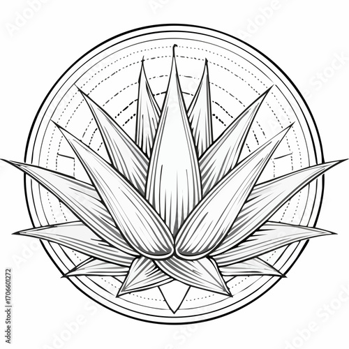 Aloe Vera line art vector illustration