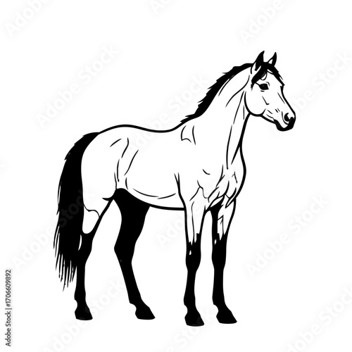Black and white illustration a horse