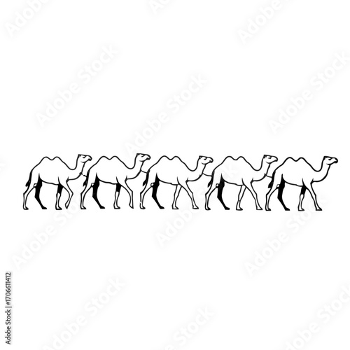 Line camels walking