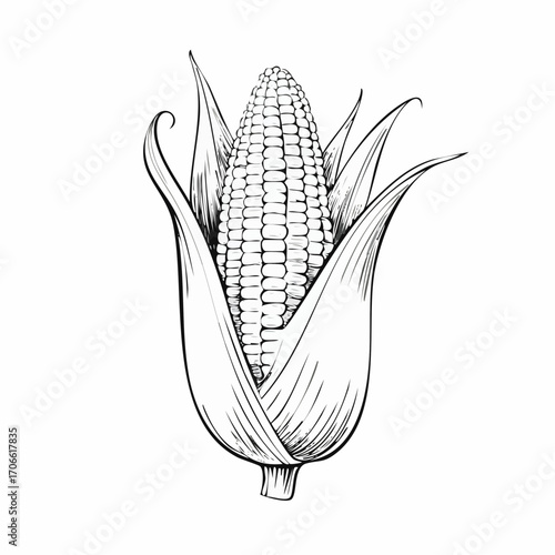 Sweet corn sketch vector for fresh food marketing
