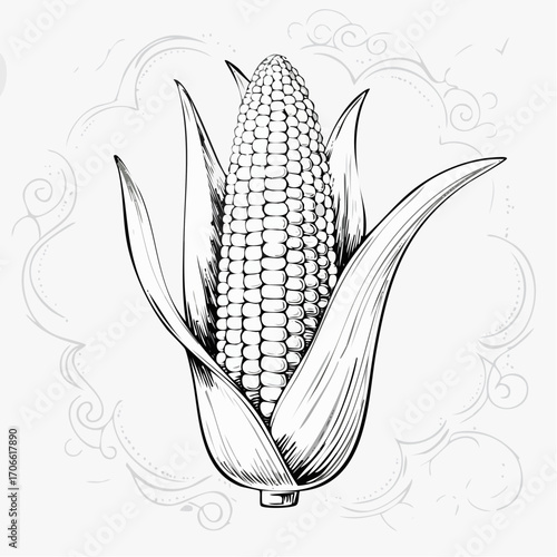 Sweet corn sketch vector for fresh food marketing