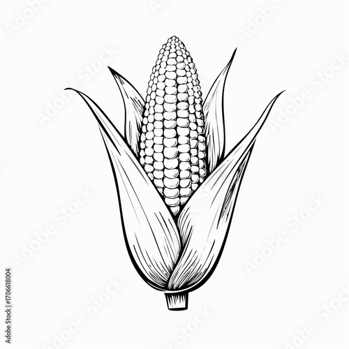 Sweet corn sketch vector for fresh food marketing