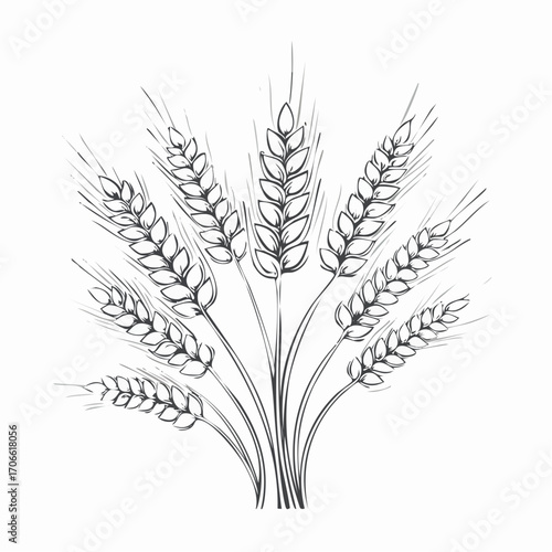 Fotografija Spelt grain line art vector illustration