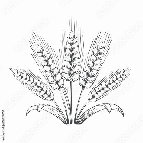 Spelt grain line art vector illustration