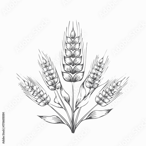 Obraz na plátně Spelt grain line art vector illustration