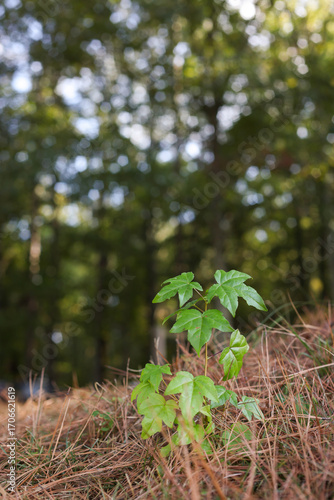 Small oak sapling in a field of pine needles.