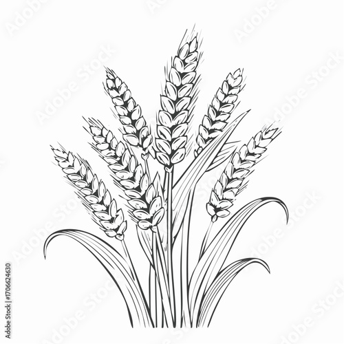 Millet plant botanical line art vector illustration