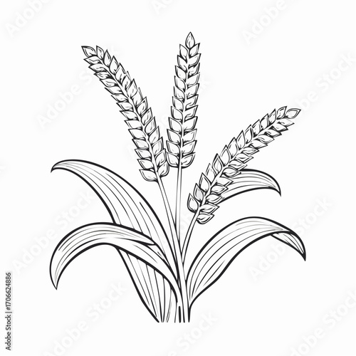 Millet plant botanical line art vector illustration