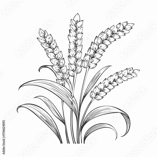 Millet plant botanical line art vector illustration