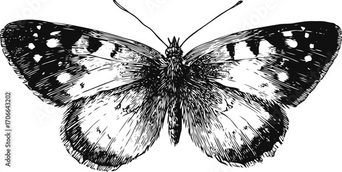 Butterfly sketch hand drawn detailed insect with open wings black and white — stock vector