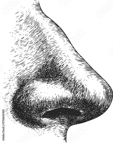 Nose sketch hand drawn side view detailed black and white illustration — stock vector