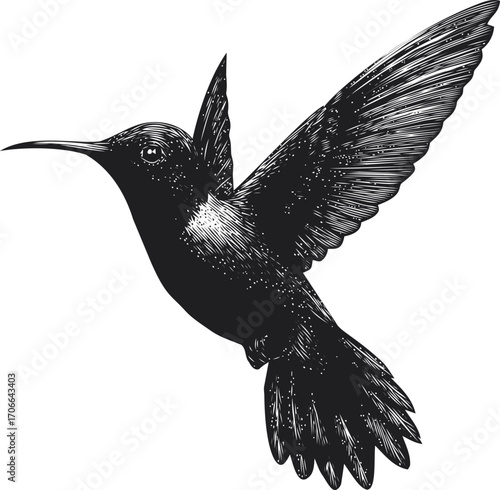 Hummingbird sketch hand drawn flying bird with detailed wings and feathers — stock vector