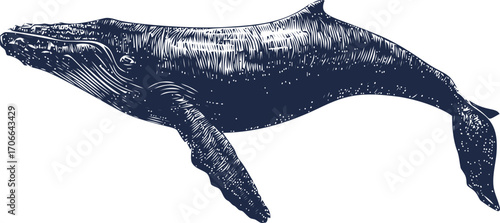 Humpback whale sketch hand drawn detailed side view marine animal — stock vector