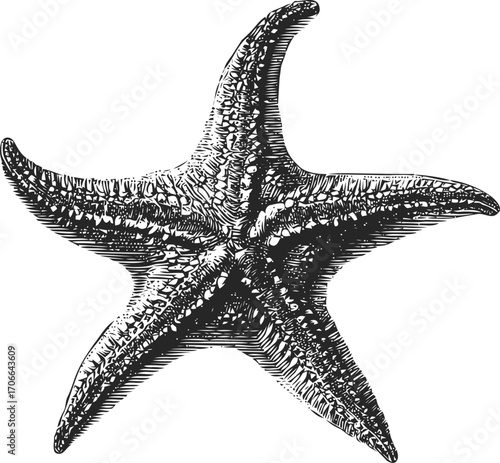 Starfish sketch hand drawn detailed marine animal illustration — stock vector