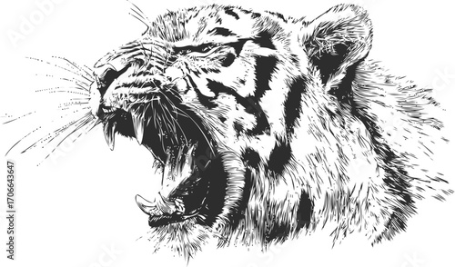 Tiger roaring sketch, hand drawn style, detailed wild animal head illustration — stock vector
