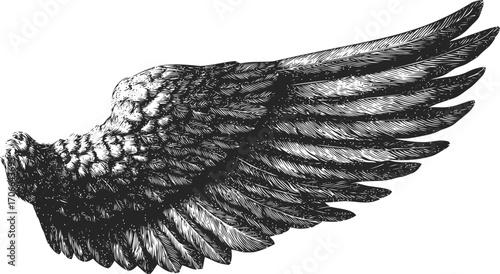 Bird wing sketch hand drawn detailed feather anatomy illustration — stock vector