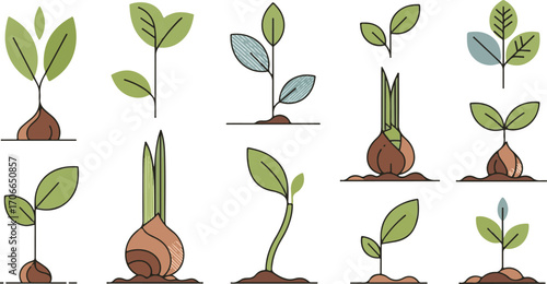 Set of Simple Line Art Drawings of Growing Plants and Bulbs