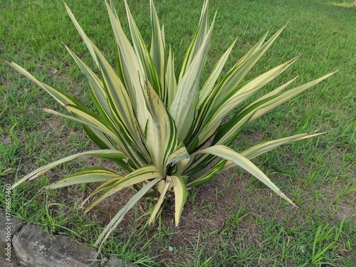 Phormium tenax, commonly known as New Zealand Flax or Harakeke in Māori, is an ornamental plant that grows in gardens with green grass, appearing fresh and natural. 