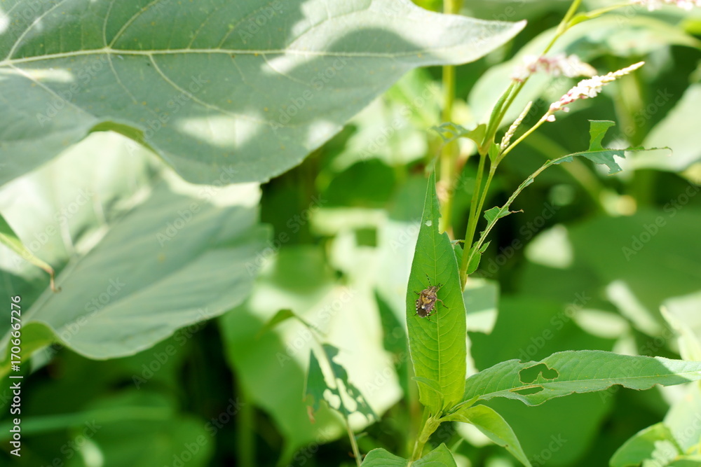 Obraz premium 緑の葉の上にたたずむ昆虫を捉えた写真です。葉の虫食いの跡や、昆虫の小さな模様が詳細に写っており、自然の生態系を感じさせます。