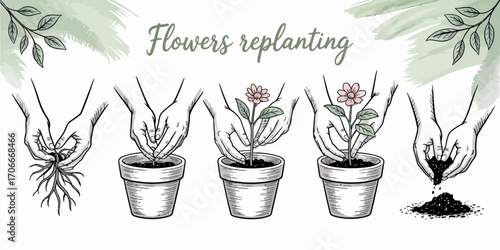 This detailed illustration captures the four essential steps in replanting flowers with care, making it informative and visually appealing for gardeners.