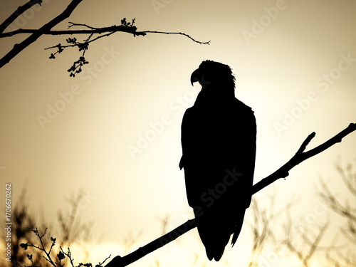 A Steller's sea eagle in Shibetsu, Hokkaido, silhouetted against the sun