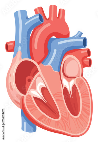 Illustrative heart anatomy halved view showcasing ventricles atria and associated blood vessels