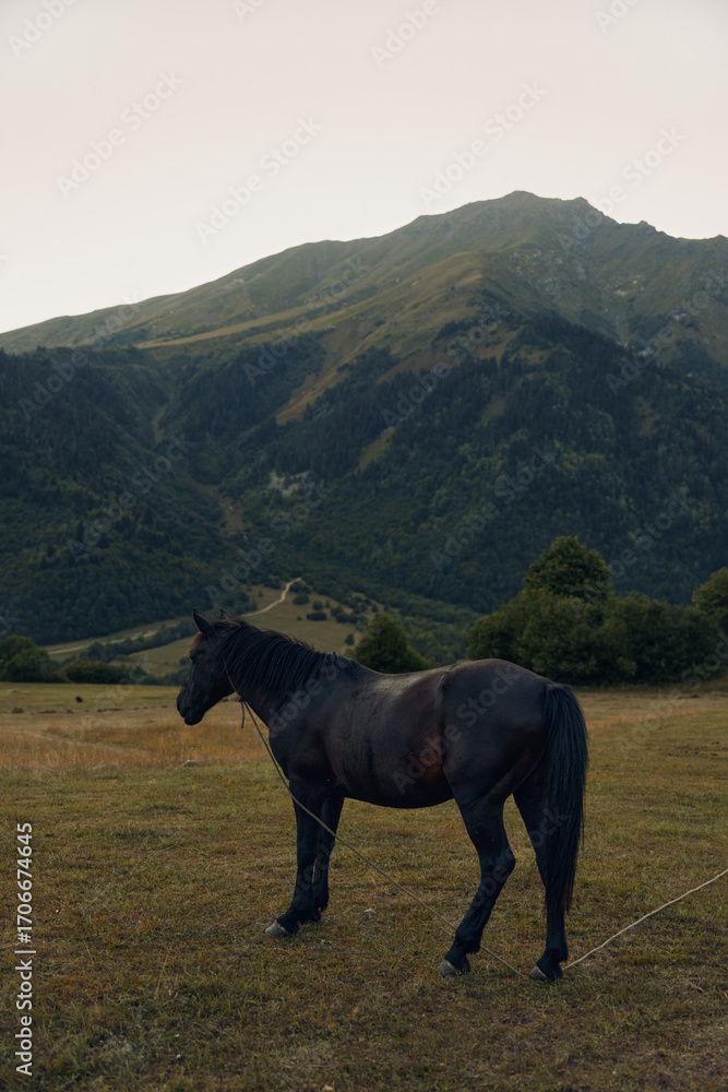 Obraz premium A solitary horse stands in a wide grassy meadow with a majestic mountain range spanning the background. The graceful animal gazes forward, evoking calm, freedom, and rustic elegance.