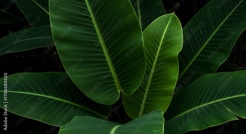 Obraz premium Lush Green Banana Plant Leaves in Natural Light for Tropical Decor