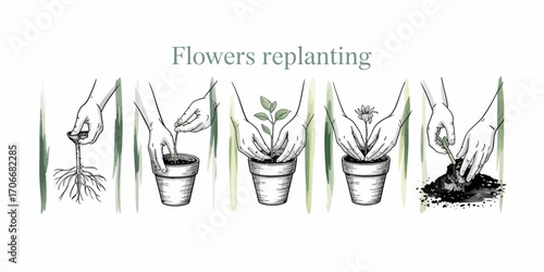 This artwork presents a detailed guide on how to replant flowers, showcasing the essential steps and techniques for successful plant care and repotting.