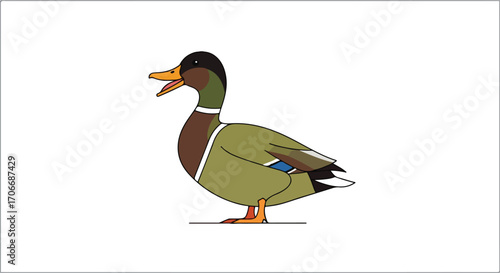 Colorful Cartoon Mallard Duck Isolated on White Background with Quacking Action Expression  Illustrative Vector Art