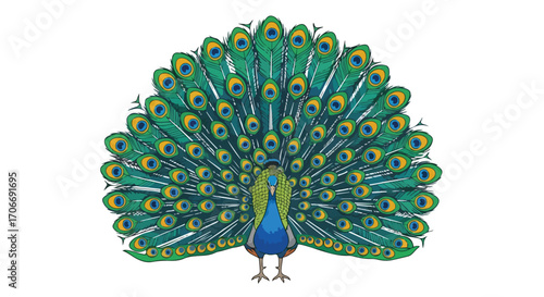 Vibrant peacock displaying iridescent plumage in a detailed illustration style with a white background for creative projects