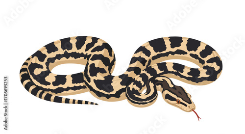 Isolated depiction of a ball python with intricate scale patterns resting on a plain white backdrop showcasing its unique markings