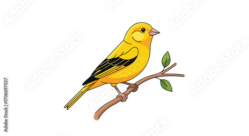 Vibrant canary perched gracefully on a branch, showcasing its bright yellow plumage against a clean white backdrop creating a pleasing visual