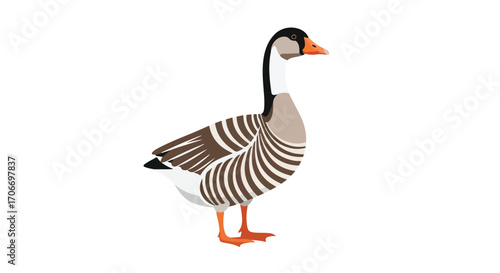 Stylized illustration of a white fronted goose showcasing its distinctive plumage and serene posture with clean design and vector graphics