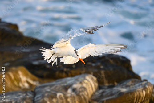 Royal Tern in Flight at La Jolla Cove