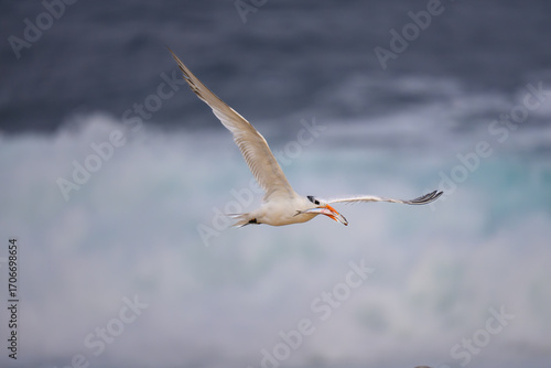 Royal Tern in Flight at La Jolla Cove