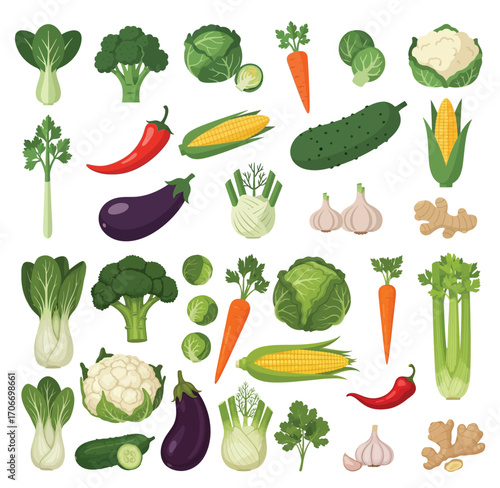 Vector illustration of bok choy, broccoli, brussels sprouts, cabbage, carrot, cauliflower, celery, chili pepper, corn, cucumber, eggplant, fennel, garlic, ginger, isolated on white background