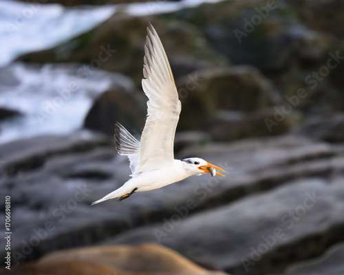 Royal Tern in Flight at La Jolla Cove