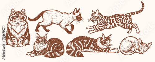 Hand-drawn vintage illustration of various cat breeds including fluffy, hairless, and patterned felines in different poses.
