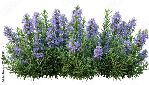 Lush rosemary bush with vibrant purple flowers