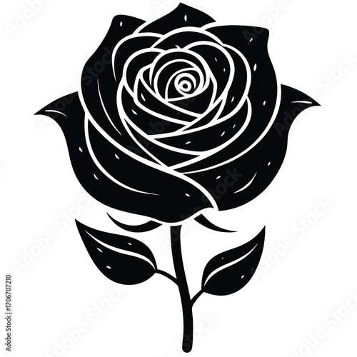 black and white rose