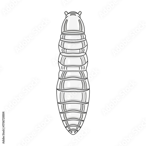 Illustration of a termite larva, showcasing its segmented body and translucent appearance, isolated on white.