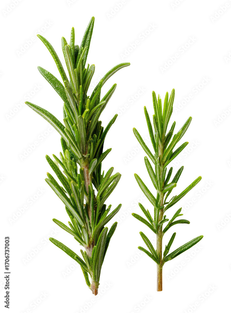 Fototapeta premium Two sprigs of fresh rosemary (2)