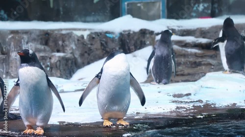 The cute penguins in the aquarium.