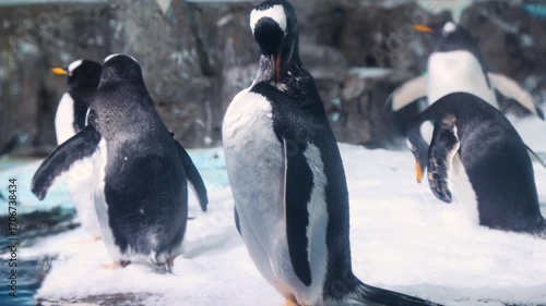 The cute penguins in the aquarium.