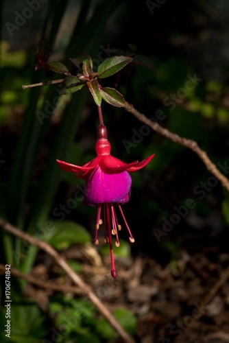 Vibrant Fuchsia Flower Close-Up