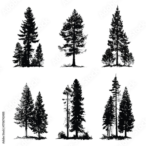 Set of douglas fir tree silhouettes isolated on white background
