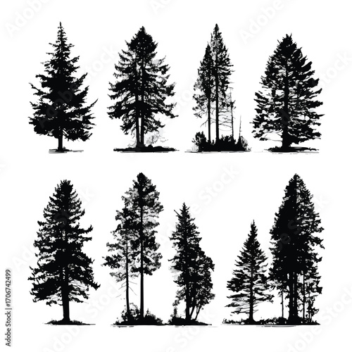 Collection of douglas fir tree silhouettes isolated on white background